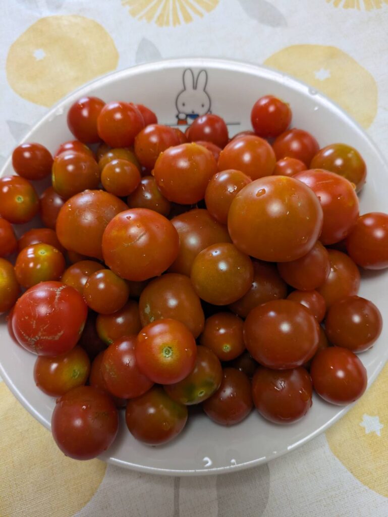 うさこちゃんでした